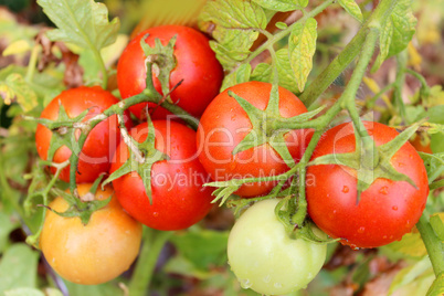 red tomatoes in the bush