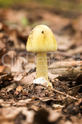 Death Cap,Amanita Phalloides