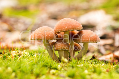 Beautiful group of mushroom