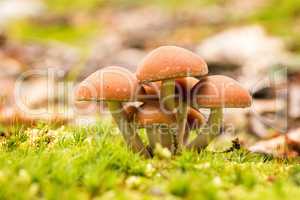 Beautiful group of mushroom