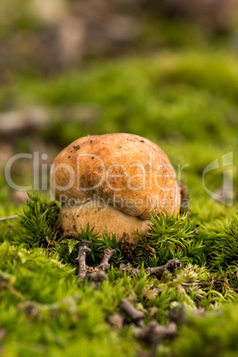 Porcini fungi on the moss (Boletus edulis)