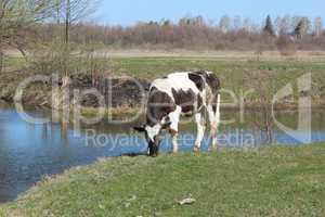 cow standing at the river
