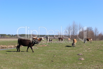 cows on the farm pasture
