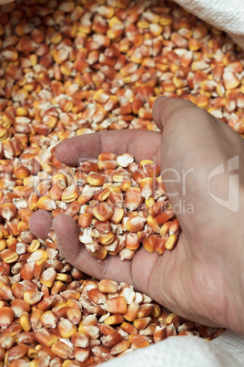 old bag full of dry corn