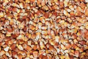 dry corn texture