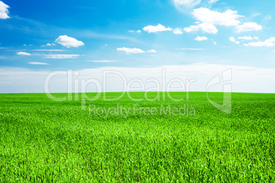 blue sky and field of green grass