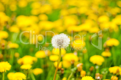 dandelion in the field of flowering dandelions