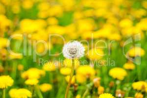 dandelion in the field of flowering dandelions