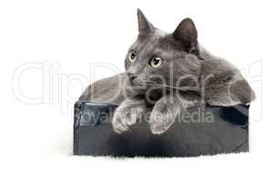 grey cat sitting in the box over white background