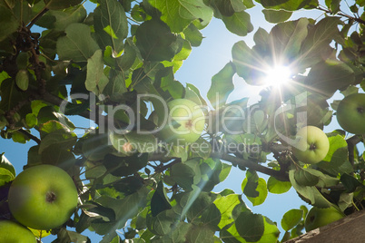 sun rays go through apple tree leafs