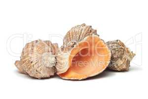 three seashells isolated over white background