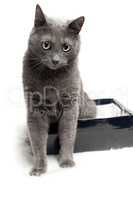 grey cat sitting in the box with funny expression over white bac