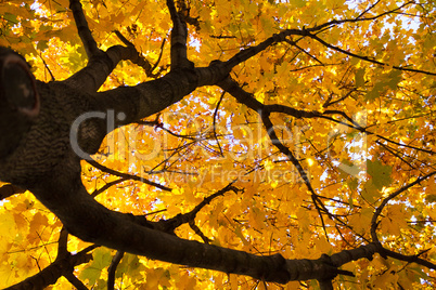 yellow leaves on maple tree in the autumn