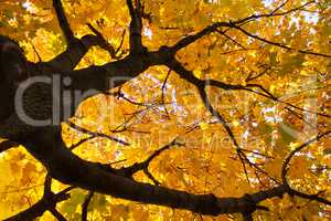 yellow leaves on maple tree in the autumn