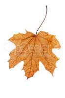 autumn leaf isolated over white