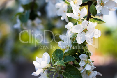 blooming apple tree branch in spring