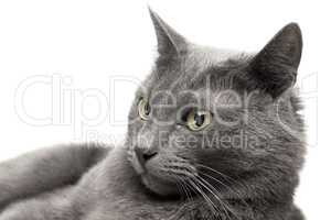 close-up of a grey cat lying over white background