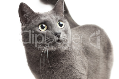close-up of a grey cat over white background