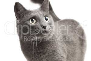 close-up of a grey cat over white background