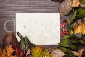 colorful autumn leaves and blank sheet of paper background