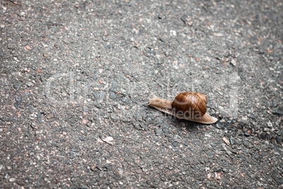 snail on the road