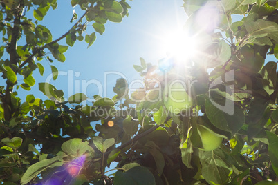 sun rays go through apple tree leafs background
