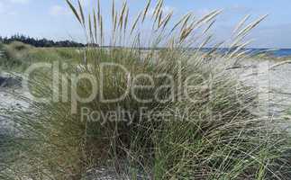 sand dunes in autumn