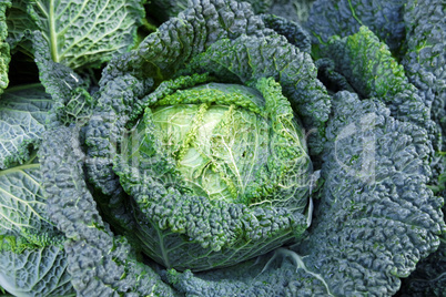 savoy cabbage