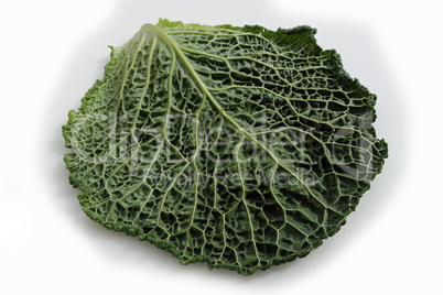 savoy cabbage