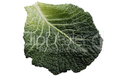 savoy cabbage