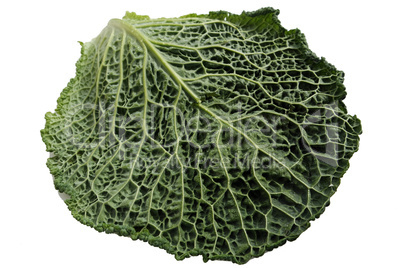 savoy cabbage