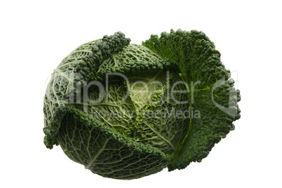 savoy cabbage