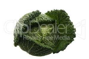 savoy cabbage