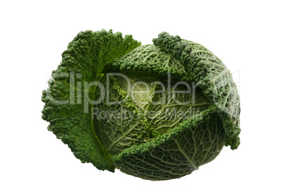 savoy cabbage