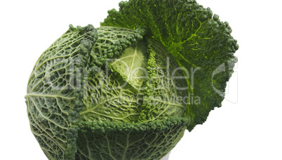 savoy cabbage