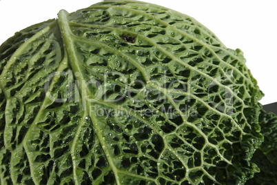 savoy cabbage