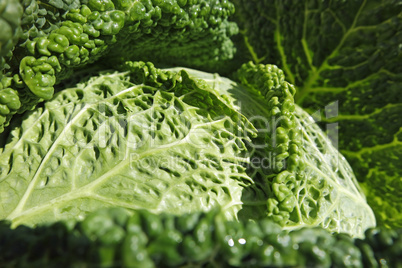 savoy cabbage