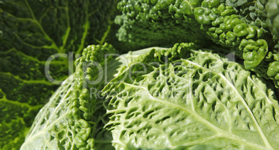 savoy cabbage