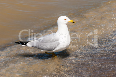 Seagull stepping from water onto beach