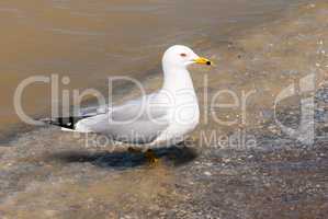 Seagull stepping from water onto beach