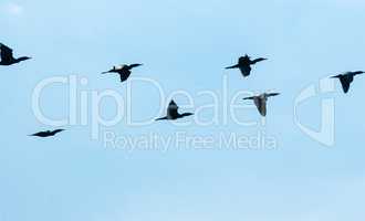 Flock of black cormorants flying across sky