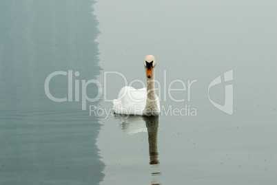 Single mute swan on calm water with shadow