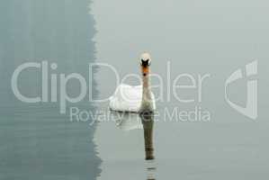 Single mute swan on calm water with shadow