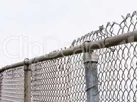 Top of old chain-link fence and posts on white
