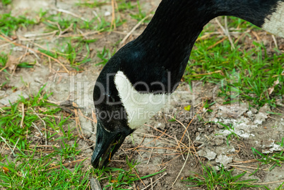 Close-up of Canada Goose eating grass