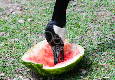 Canada Goose eating piece of red watermelon