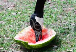 Canada Goose eating piece of red watermelon