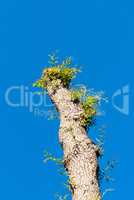 Pruned willow tree against blue sky