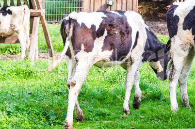 Junges schwarz weißes Kalb