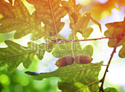 oak tree and acorns